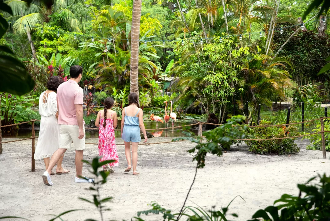 Family standing with backs to the camera looking a a flamingo in the shallow water from a sandy beach at Wonder Gardens