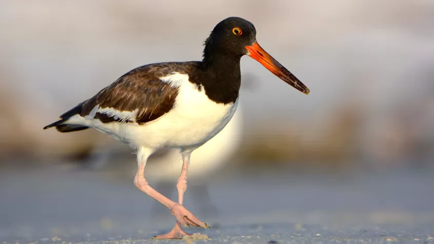 American Oystercatcher, Bunche Beach