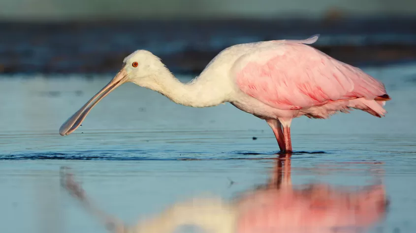 Roseate Spoonbill, Bunche Beach