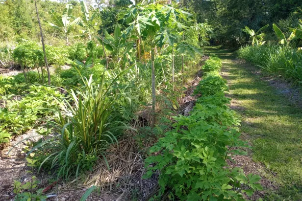 Syntropic Agroforestry Plot
