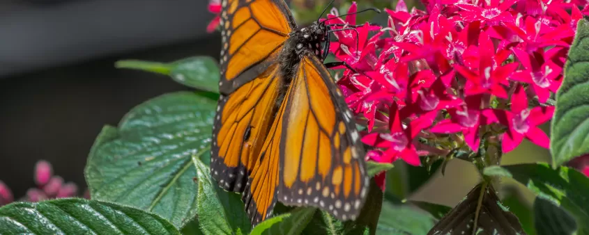 openerimage-monarch-butterfly-at-calusa-nature-center_0.jpg