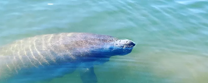 Manatee Ocean Water Sea