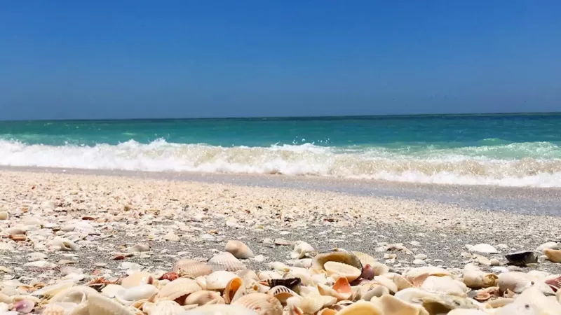 Sanibel Shells