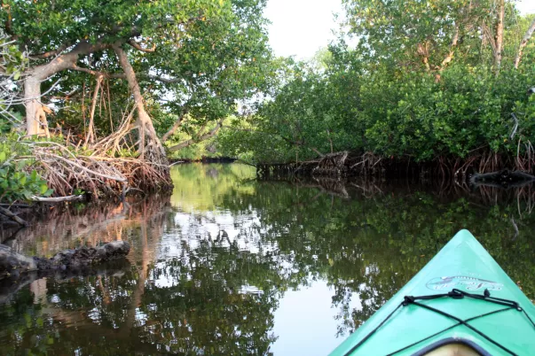 The Official Concessionaire to the J.N. "Ding" Darling National Wildlife Refuge