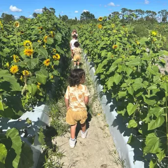 Outdoor Sunflower Garden Fields Flowers